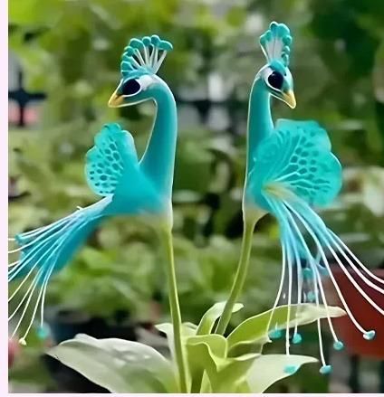 Magic Vibrant Peacock Flower Seeds | 50% Off